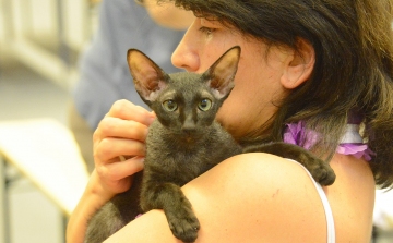 Különleges cicafajták Fehérváron – vasárnapig vár a macskakiállítás