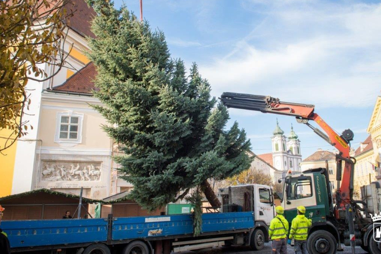 Milyen lesz Fehérvár fenyőfája? - idén is várja a felajánlásokat a Városgondnokság