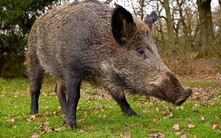 Afrikai sertéspestist mutattak ki Pest megyében elhullott vaddisznókban