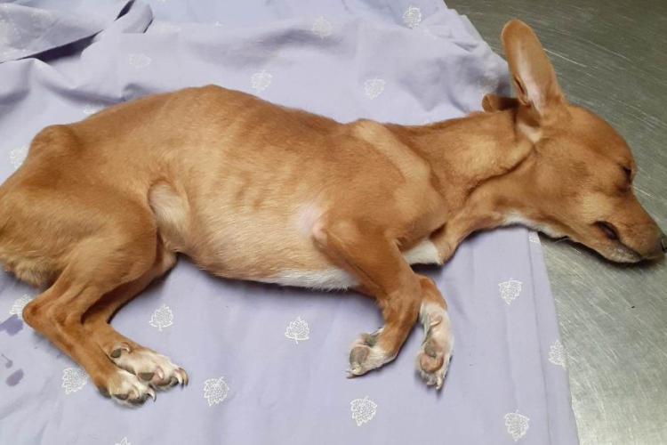Haldokló csivava zacskóban, éheztetett kutyák saját ürülékükben - tragikus körülmények között találtak állatokat Fejérben