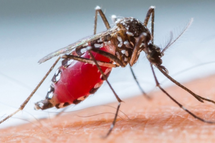 Ki a szúnyog ideális áldozata?