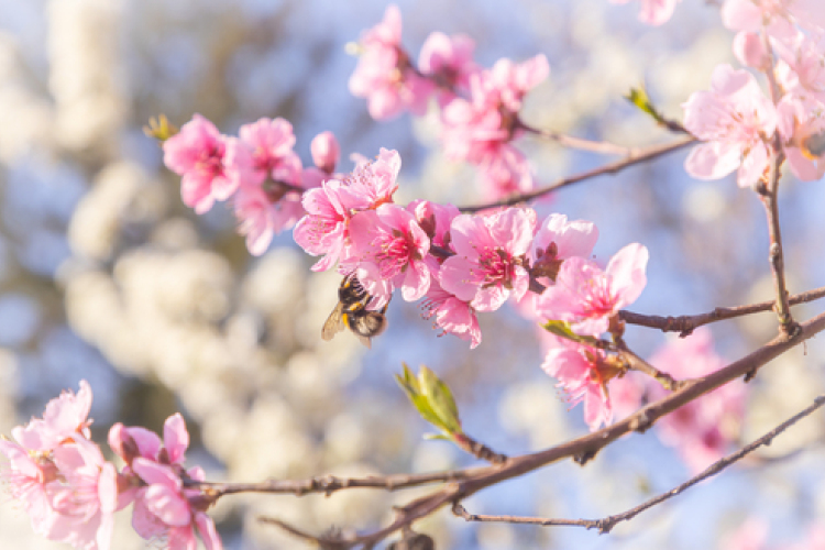 Agrometeorológia: optimálisan fejlődhetnek az őszi vetések, de fagy veszélyezteti a gyümölcsfákat