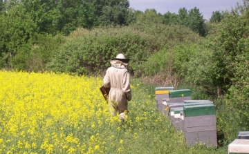 Méhészek figyelmébe
