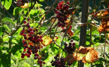 Felszámolják a gondozatlan szőlőültetvényeket