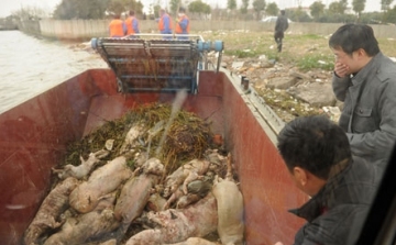 A 13 ezret is meghaladja a Sanghajban és környékén lévő folyókból kihalászott döglött sertések száma