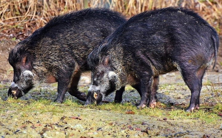 Nébih: Baranya vármegyei vaddisznóban állapították meg az afrikai sertéspestis jelenlétét